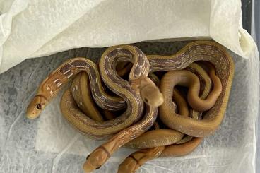 Schlangen kaufen und verkaufen Foto: Coelognatus radiatus „T+Albino“