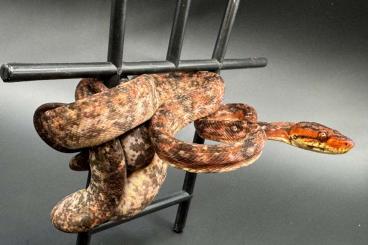 Snakes kaufen und verkaufen Photo: Corallus caninus & Corallus hortulanus (Tiger/Calico) Snakes kaufen und verkaufen Photo: Corallus caninus & Corallus hortulanus (Tiger/Calico)