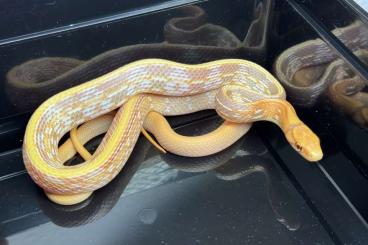 Snakes kaufen und verkaufen Photo: Coelognathus radiatus Enz 2024/2025 Snakes kaufen und verkaufen Photo: Coelognathus radiatus Enz 2024/2025