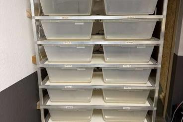 Schlangen kaufen und verkaufen Foto: V28 Alurack mit 20 Boxen abzugeben. Schlangen kaufen und verkaufen Foto: V28 Alurack mit 20 Boxen abzugeben.
