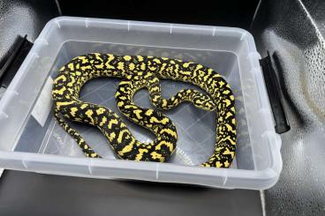 Pythons kaufen und verkaufen Photo: Morelia spilota cheynei „German Bloodline“ Pythons kaufen und verkaufen Photo: Morelia spilota cheynei „German Bloodline“