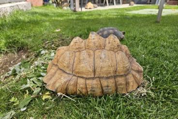 Landschildkröten kaufen und verkaufen Foto: Pantherschildkröten - Stigmochelys pardalis