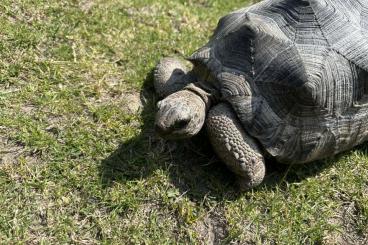 Tortoises kaufen und verkaufen Photo: Geochelone Gigantea Aldabra Tortoises kaufen und verkaufen Photo: Geochelone Gigantea Aldabra
