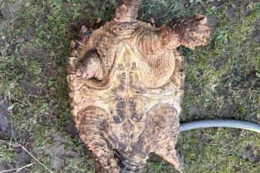 Sumpfschildkröten kaufen und verkaufen Foto: Macroclemys Temminckii alligatorturtle