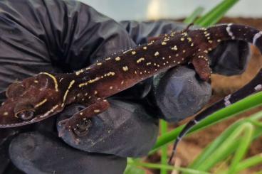 Geckos kaufen und verkaufen Foto: Cyrtodactylus, Cnemaspis, Gehyra, Paroedura