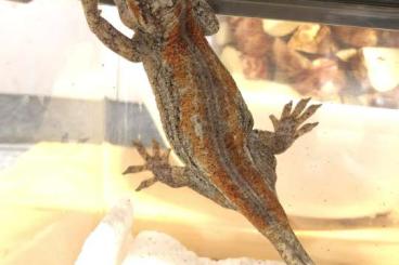 Geckos kaufen und verkaufen Foto: 0.1 Rhacodactylus auriculatus orange/red stripe