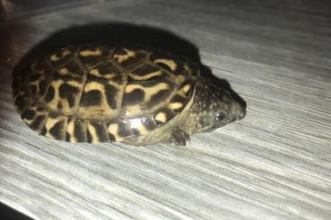 Turtles and Tortoises kaufen und verkaufen Photo: Macroclemys temmincki and Staurotypus