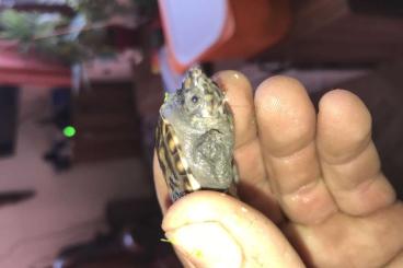Sumpfschildkröten kaufen und verkaufen Foto: Staurotypus triporcatus baby
