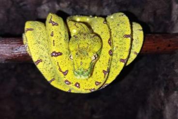 Pythons kaufen und verkaufen Foto: Morelia viridis Kofiau/Sorong x Kofiau/Sorong Pythons kaufen und verkaufen Foto: Morelia viridis Kofiau/Sorong x Kofiau/Sorong