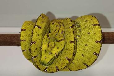 Pythons kaufen und verkaufen Foto: Morelia viridis Kofiau/Sorong x Kofiau/Sorong Pythons kaufen und verkaufen Foto: Morelia viridis Kofiau/Sorong x Kofiau/Sorong