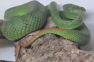 Giftschlangen kaufen und verkaufen Foto: Trimeresurus albolabris CB25 Giftschlangen kaufen und verkaufen Foto: Trimeresurus albolabris CB25