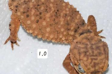 Geckos kaufen und verkaufen Photo: 1.1 Nephrurus amyae for Sale or Trade Geckos kaufen und verkaufen Photo: 1.1 Nephrurus amyae for Sale or Trade