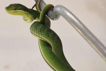 Giftschlangen kaufen und verkaufen Foto: Trimeresurus albolabris CB25