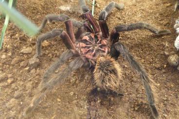 Spiders and Scorpions kaufen und verkaufen Photo: 1.0 Xenesthis spec bright adult RH 03/25 Spiders and Scorpions kaufen und verkaufen Photo: 1.0 Xenesthis spec bright adult RH 03/25