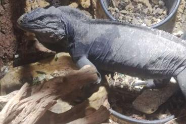 Echsen  kaufen und verkaufen Foto: cyclura cornuta female. 2016