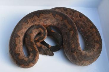 Snakes kaufen und verkaufen Photo: 1.0 candoia paulsoni red/brown form