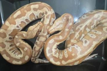 Schlangen kaufen und verkaufen Foto: blood python very nice pair 