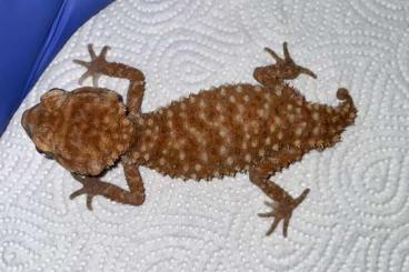 Geckos kaufen und verkaufen Photo: Nephrurus amyae pair US import 