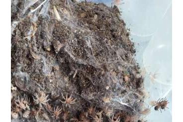Spinnen und Skorpione kaufen und verkaufen Foto: Grammostola porteri 1.fh Spinnen und Skorpione kaufen und verkaufen Foto: Grammostola porteri 1.fh
