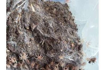 Spinnen und Skorpione kaufen und verkaufen Foto: Grammostola porteri, pulchripes, B. boehmei