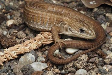 Echsen kaufen und verkaufen Foto: Barisia imbricata Echsen kaufen und verkaufen Foto: Barisia imbricata