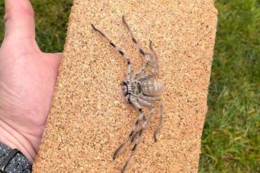 Spiders and Scorpions kaufen und verkaufen Photo: Holconia murrayensis fur versand