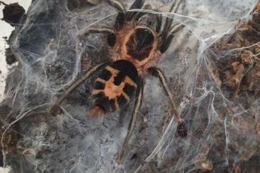 - bird spiders kaufen und verkaufen Photo: Für Houten 2/6 (NL) oder versand aus Belgien 