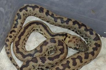 Pythons kaufen und verkaufen Photo: Antaresia maculosa peninsularis Pythons kaufen und verkaufen Photo: Antaresia maculosa peninsularis