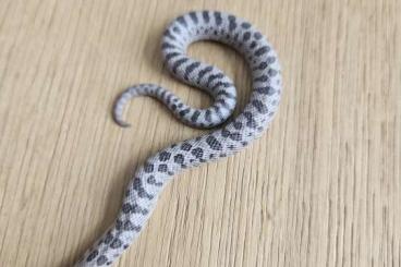Schlangen kaufen und verkaufen Foto: Heterodon - Nasicus 2025 zur Abgabe 