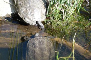 Schildkröten kaufen und verkaufen Foto: Mauremys rivulata zuchtgruppe Schildkröten kaufen und verkaufen Foto: Mauremys rivulata zuchtgruppe