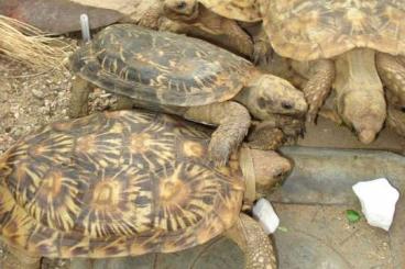 Landschildkröten kaufen und verkaufen Foto: Verkaufe Malacochersus tornieri