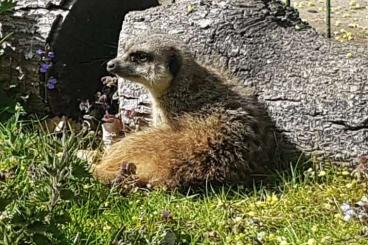 Exotic mammals kaufen und verkaufen Photo: 0,1 Erdmännchen abzugeben