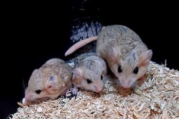 Exotische Säuger kaufen und verkaufen Foto: Rennmäuse, WFNZ Goldhamster, Nilgrasratten