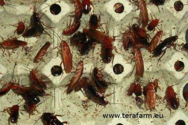 Insekten kaufen und verkaufen Foto: Shelfordella lateralis for sale