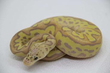 Snakes kaufen und verkaufen Photo: Schöne Königspythons, Baumpythons und weitere Schlangenarten 
