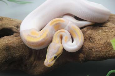 Snakes kaufen und verkaufen Photo: Schöne Königspython Nachzuchten aus 2025 Snakes kaufen und verkaufen Photo: Schöne Königspython Nachzuchten aus 2025