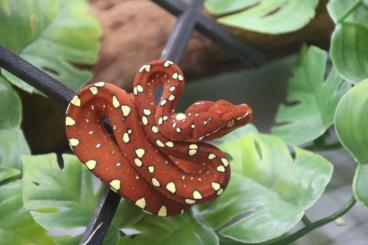 Pythons kaufen und verkaufen Foto:  Baumpython - Morelia azurea (Biak) – 0.0.2 - ENZ 2025 – Top-Fresser 