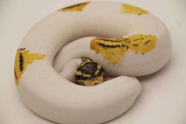 Snakes kaufen und verkaufen Photo: Königspython Farbmorphen ab 35€ - Übergabe Hamm März 2023