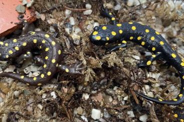 newts and salamanders kaufen und verkaufen Photo: Neurergus strauchii zur Abgabe