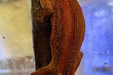 Lizards kaufen und verkaufen Photo: Anolis smallwoodi, pristurus carteri, timon lep. rhacodactylus auric.
