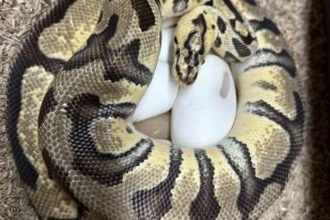 Königspythons kaufen und verkaufen Photo: Königspythons Adult und Jungtiere abzugeben. Königspythons kaufen und verkaufen Photo: Königspythons Adult und Jungtiere abzugeben.
