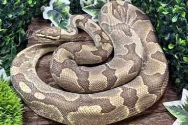 Königspythons kaufen und verkaufen Foto: Königspythons Adult und Jungtiere abzugeben. Königspythons kaufen und verkaufen Foto: Königspythons Adult und Jungtiere abzugeben.