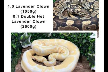 Ball Pythons kaufen und verkaufen Photo: Adultes Pärchen für Grail (Lavender Clown) Ball Pythons kaufen und verkaufen Photo: Adultes Pärchen für Grail (Lavender Clown)