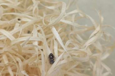 Spiders and Scorpions kaufen und verkaufen Photo: Nachzuchten Phidippus regius Everglades Spiders and Scorpions kaufen und verkaufen Photo: Nachzuchten Phidippus regius Everglades