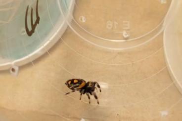 Spiders and Scorpions kaufen und verkaufen Photo: Nachzuchten Phidippus regius Nord-Florida und Everglades Spiders and Scorpions kaufen und verkaufen Photo: Nachzuchten Phidippus regius Nord-Florida und Everglades
