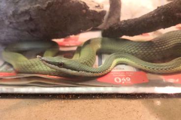 Snakes kaufen und verkaufen Photo: Last chance for Hamm 10.9