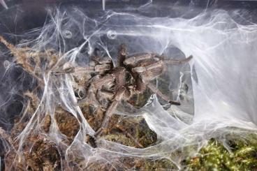 Vogelspinnen kaufen und verkaufen Foto: Adulte Kerle Harpactira curvipes 
