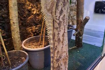 Lizards kaufen und verkaufen Photo:  Indonesischer Walddrache Lophosaurus dilophus