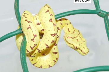 Schlangen kaufen und verkaufen Foto: Morelia viridis CB 03/2022