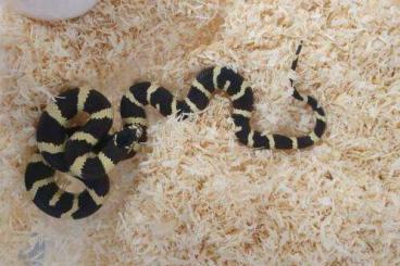 Snakes kaufen und verkaufen Photo: Lampropeltis getula californiae
